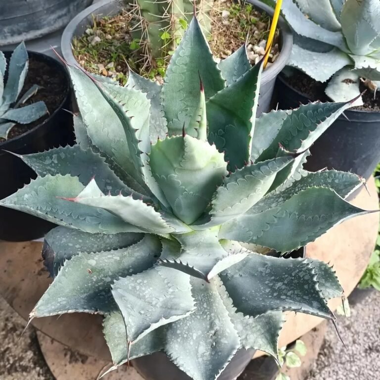 Agave Isthmensis Pot 24*24 cm – Une plante d’exception pour votre intérieur