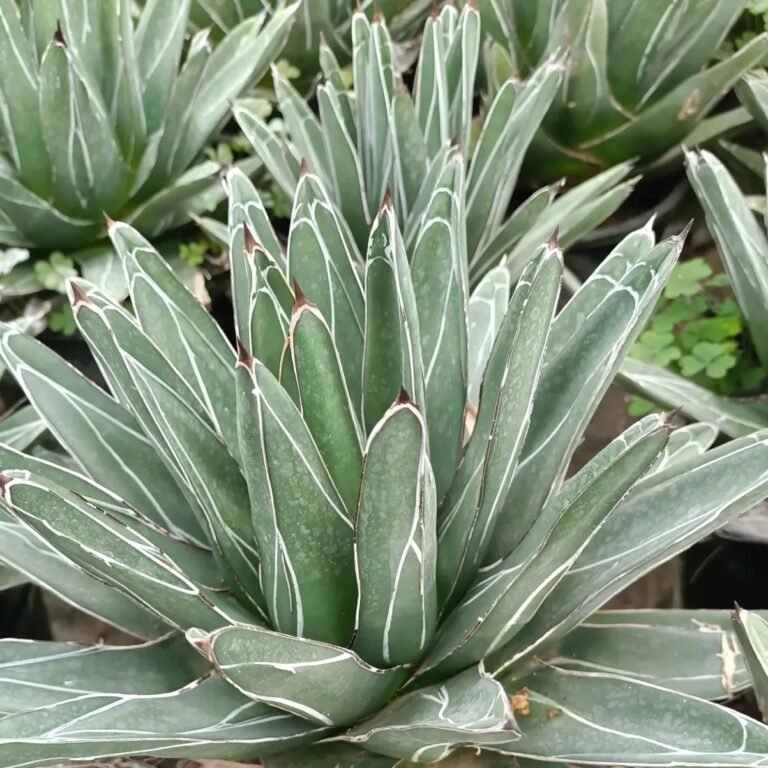 Découvrez l’Agave Victoria Reginae Pot 24*24 cm à prix abordable