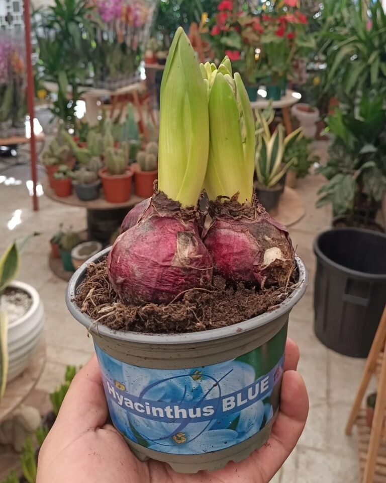 Nouvel arrivage de jacinthes: symbole de paix, de dévouement et de beauté