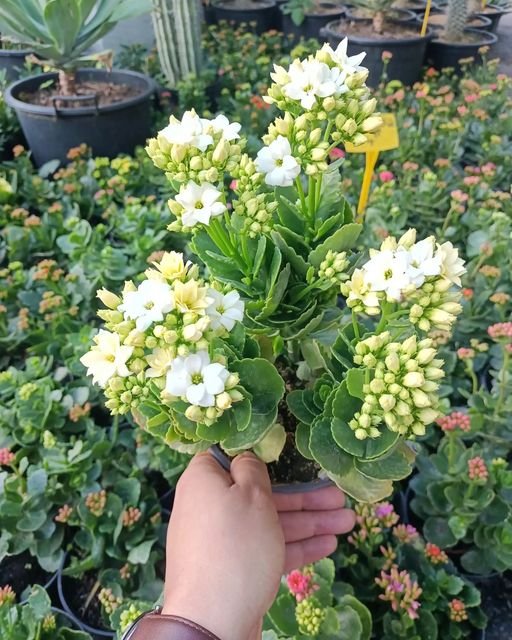 Le Kalanchoe magnifique et polyvalent