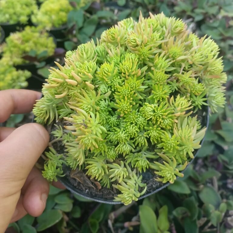 Sedum mexicanum: une plante incontournable pour votre jardin
