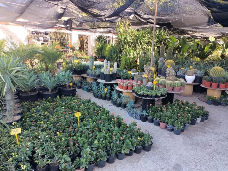 Pépinière et Jardinerie de confiance pour tous vos besoins en plantes