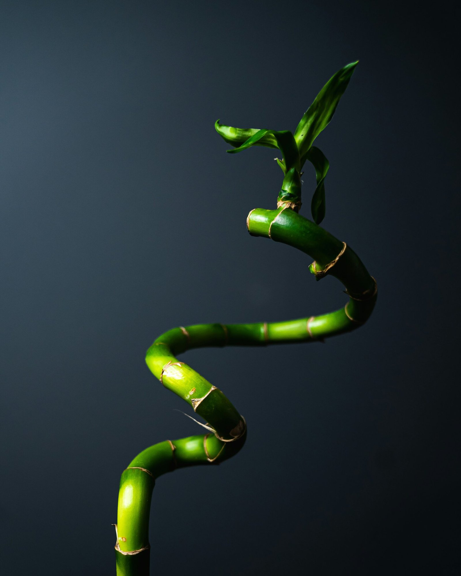 Le retour des Lucky Bamboo: Nouvel arrivage de 70 cm de hauteur