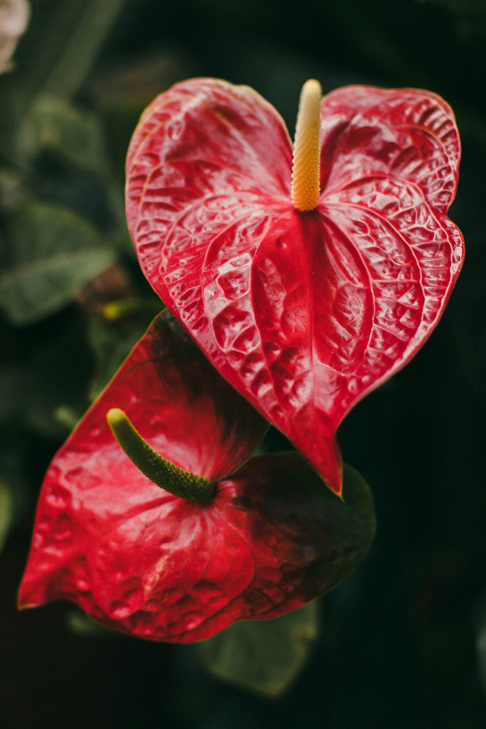 Nouvel arrivage Anthurium – Plante naturelle d’intérieur