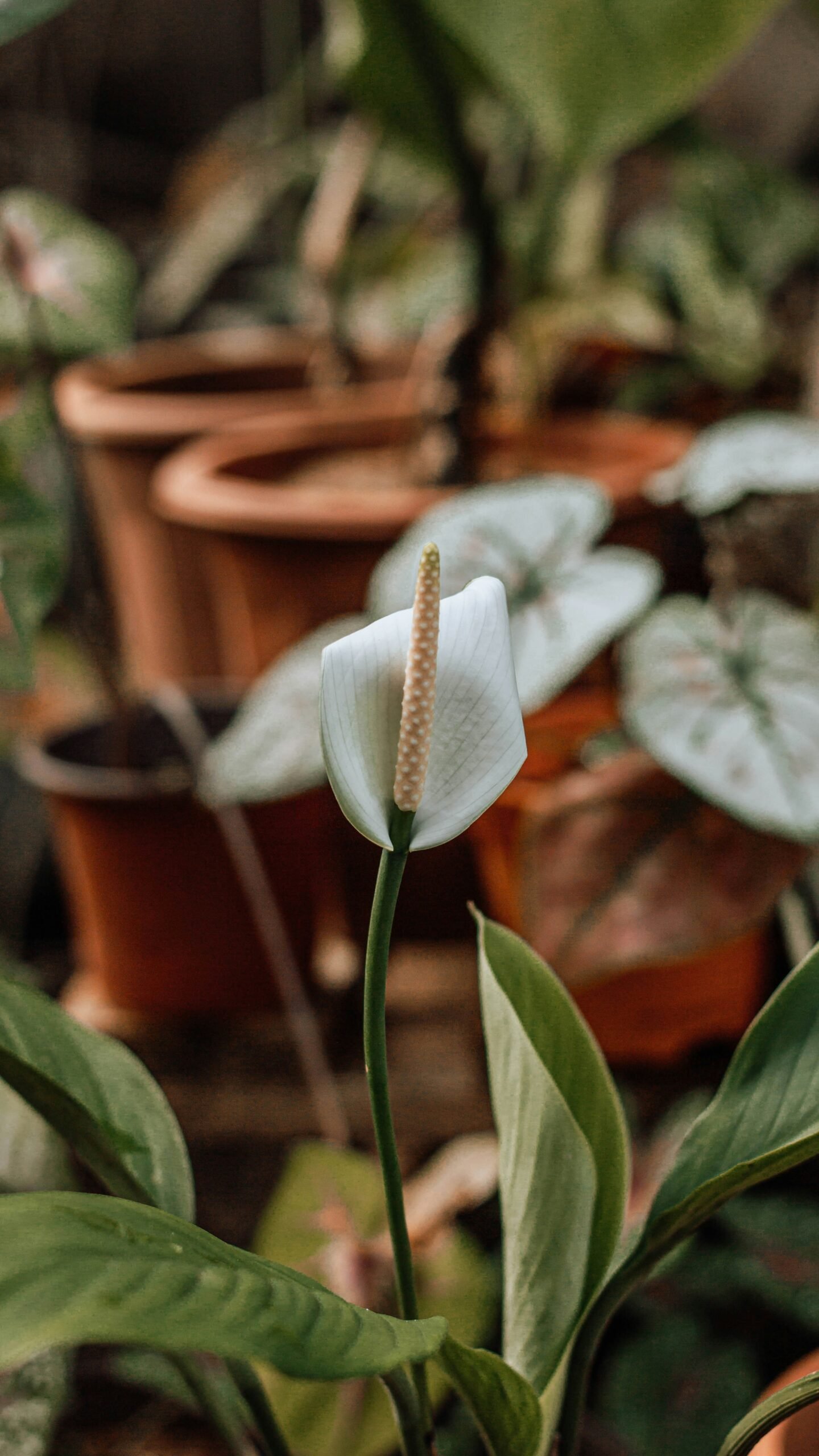 Nouvel arrivage de Spathiphyllum – Plante naturelle d’intérieur